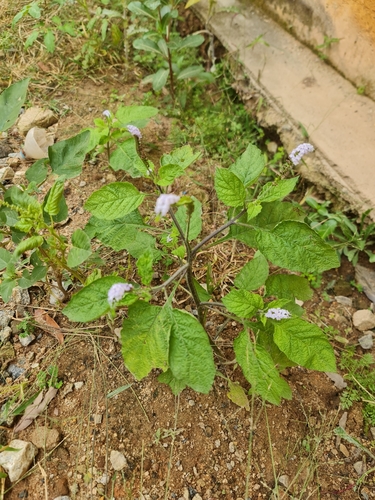 Indian Heliotrope