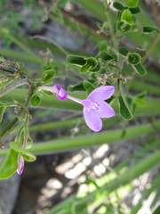 Siphonoglossa ramosa