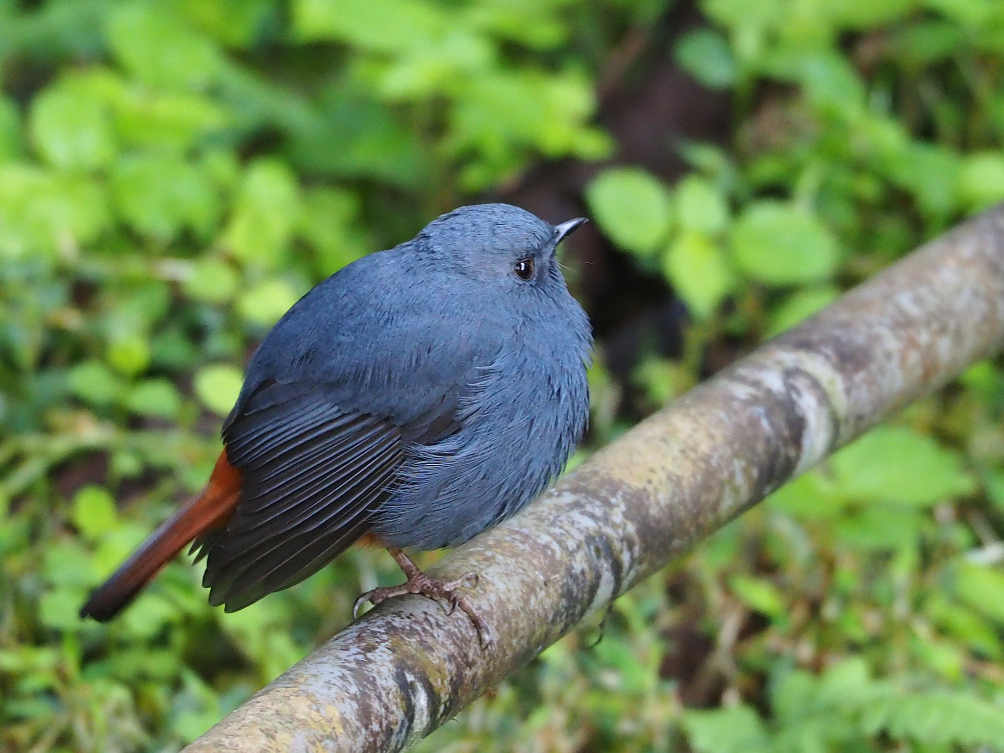 Plumbeous Water Redstart