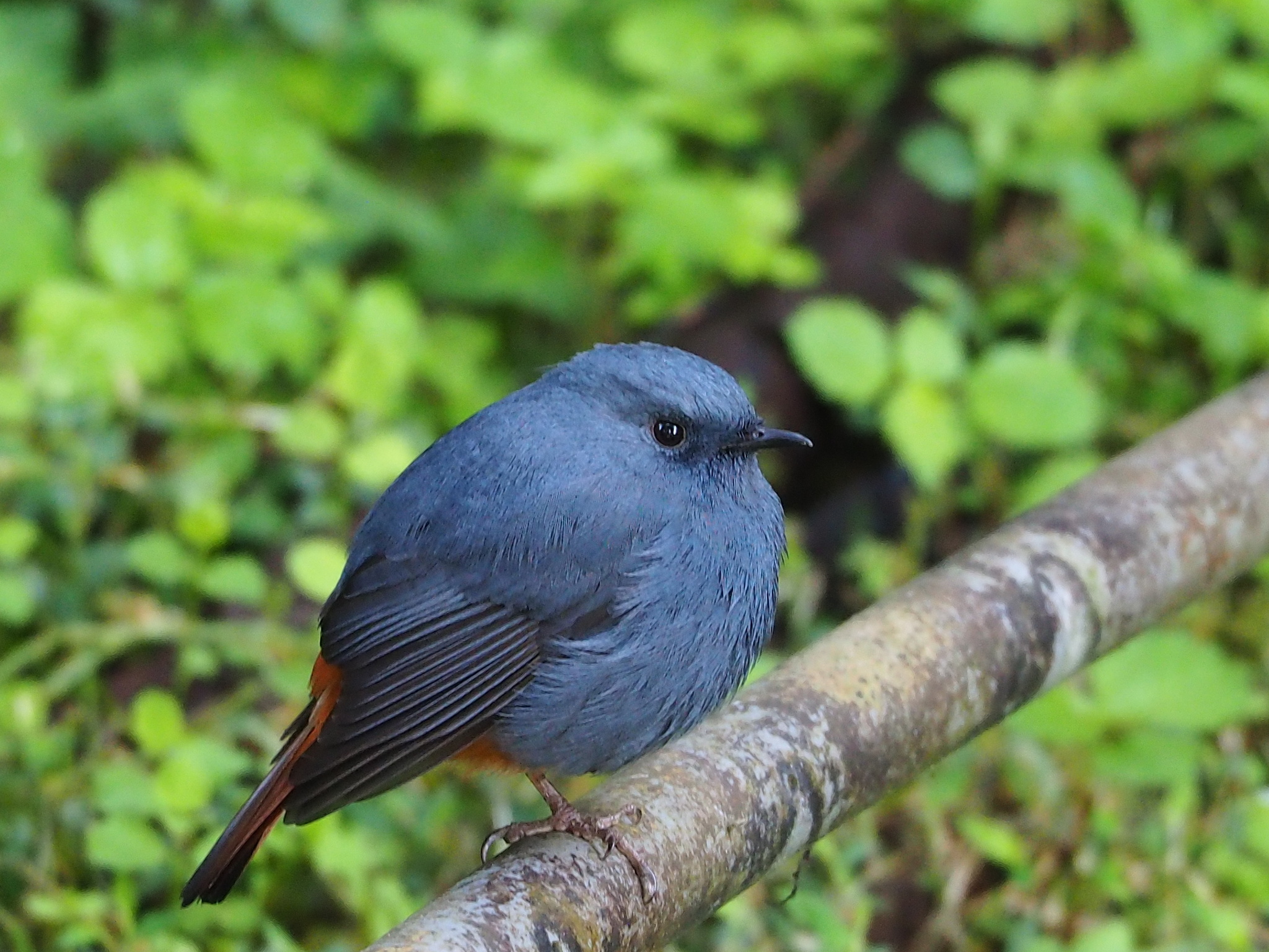 Plumbeous Water Redstart