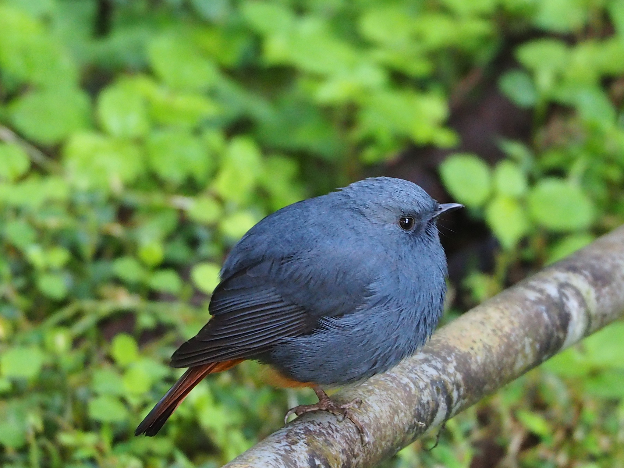 Plumbeous Water Redstart