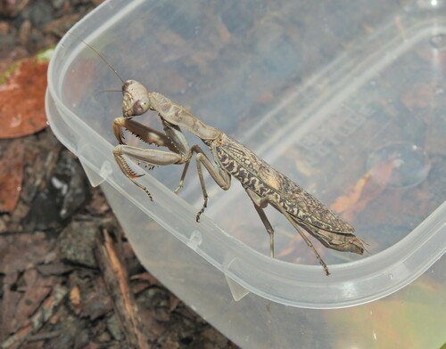 Burying Mantis photo 3