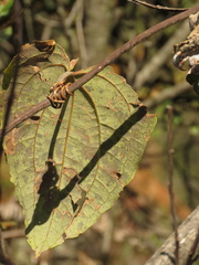 Smilax tomentosa