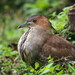黑冠麻鷺 (指名亞種) - Photo 由 葉子 所上傳的 不保留任何權利
