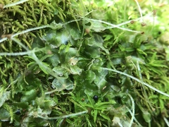 Fossombronia longiseta