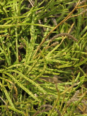 Diphasiastrum thyoides