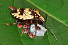 Antiteuchus melanoleucus