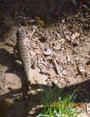 Sceloporus zosteromus