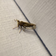 Platycorypha nigrivirga