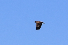 Black-Eared Sparrow-Lark photo 3