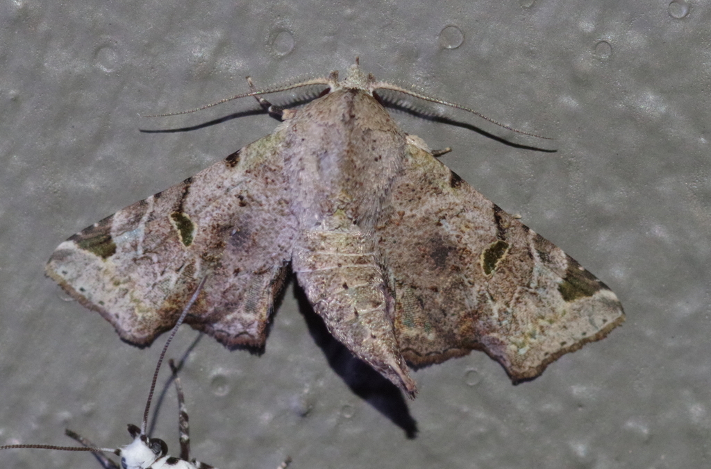 Atacira