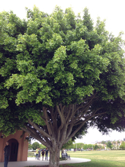 Afrocarpus gracilior