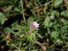 Geranium dissectum