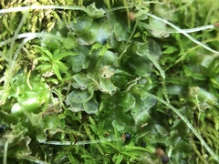 Fossombronia longiseta