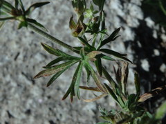Geranium dissectum
