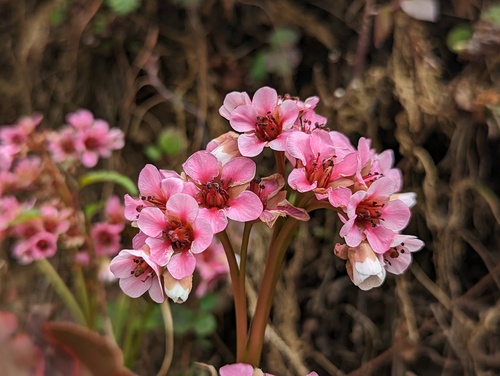 Bergenia pacumbis (Bergenia pacumbis)