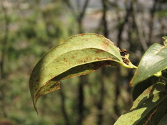 Smilax domingensis