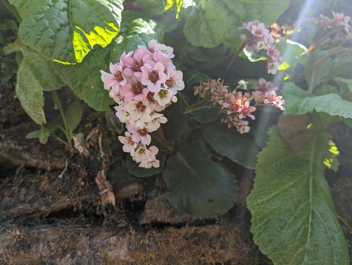 Bergenia pacumbis (Bergenia pacumbis)