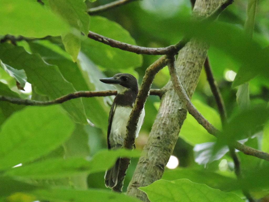 Tahiti Society Kingfisher from Pā'ea, French Polynesia on March 29 ...