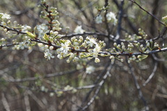 Prunus maritima
