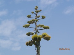 Agave mapisaga