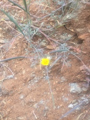 Eschscholzia ramosa