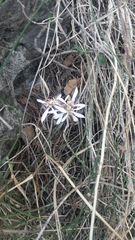Euphorbia radians