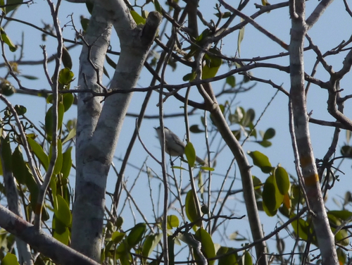 Yucatan Gnatcatcher (Polioptila albiventris)