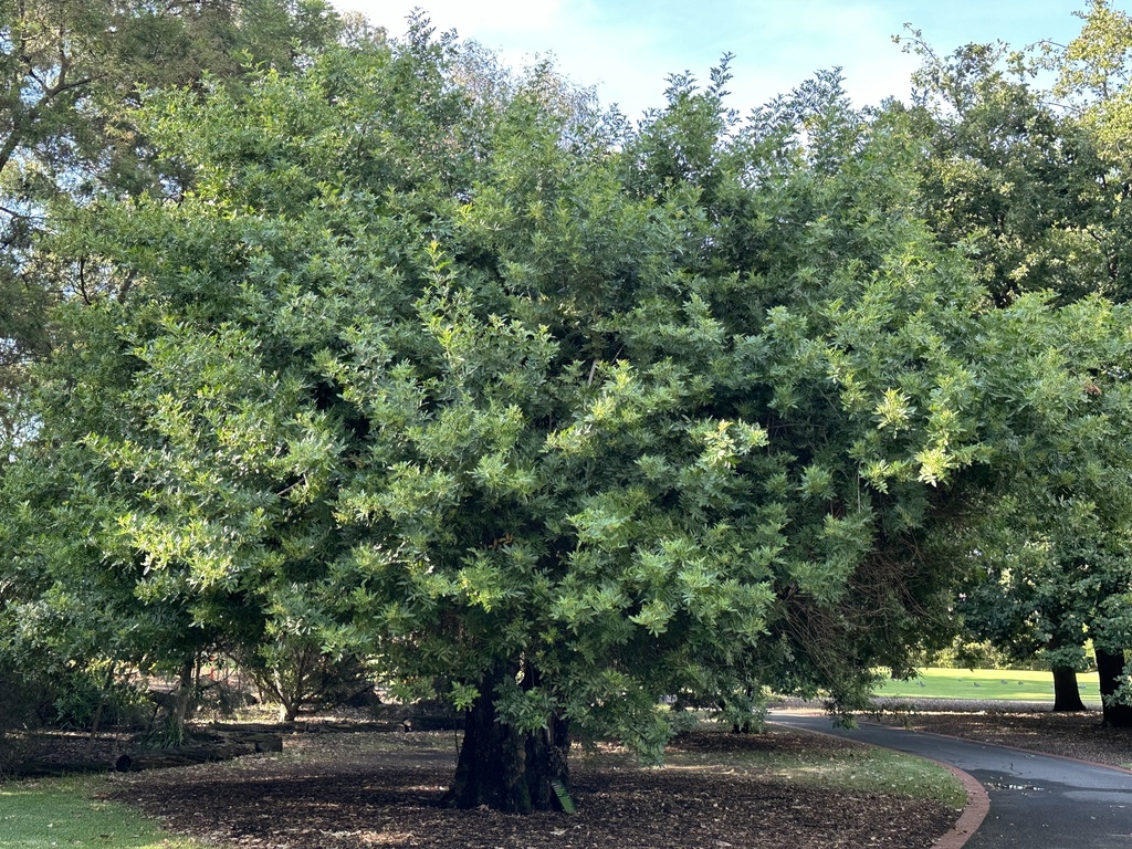 Brazilian pepper from Bendigo Botanic Gardens, White Hills, VIC, AU on