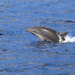 Fraser's Dolphin - Photo (c) Yung-Kuan Lee, some rights reserved (CC BY-NC), uploaded by Yung-Kuan Lee