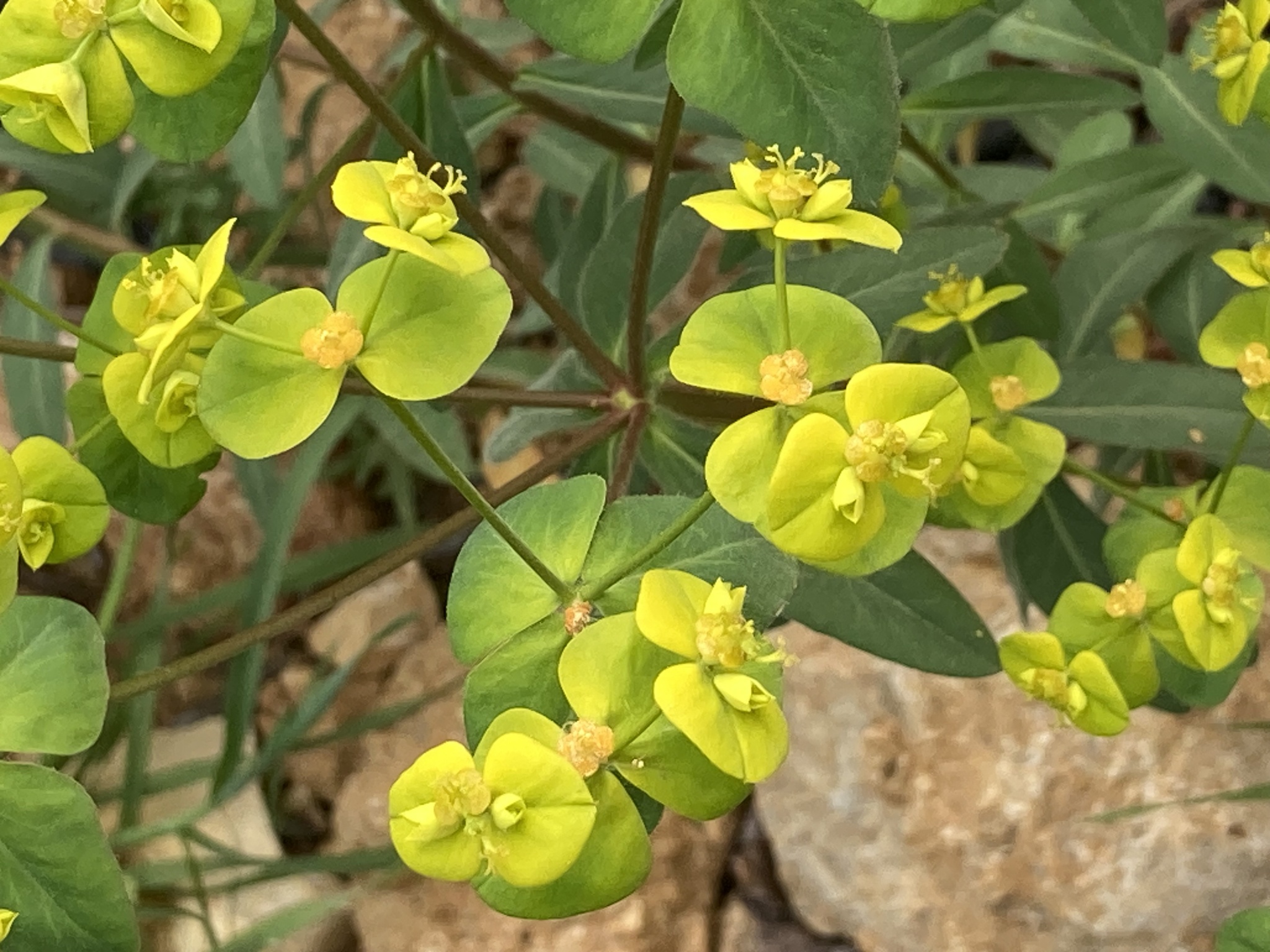 Euphorbia rhytidosperma