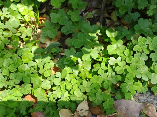 Largeflower pink-sorrel