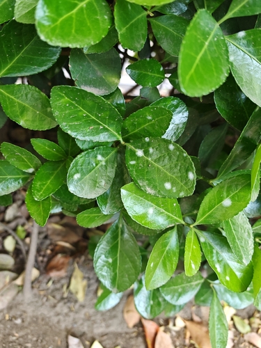 Erysiphe euonymicola