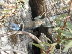 Sceloporus aureolus