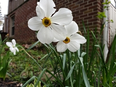 Narcissus poeticus