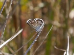 Brephidium exilis yucateca