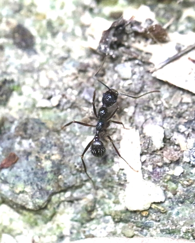 雕刻盘腹蚁Aphaenogaster exasperata