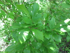 Magnolia acuminata