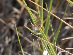 Brephidium exilis yucateca