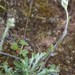 Antennaria neglecta - Photo (c) Sara Rall, algunos derechos reservados (CC BY-NC), subido por Sara Rall