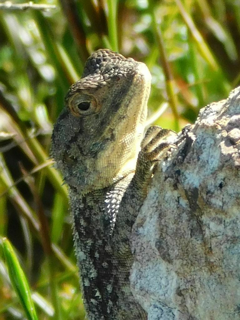 Southern Rock Agama from Maermanskloof Greyton, 7233, South Africa on ...