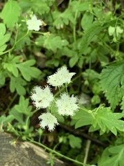 Phacelia fimbriata