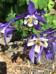 Aquilegia coerulea