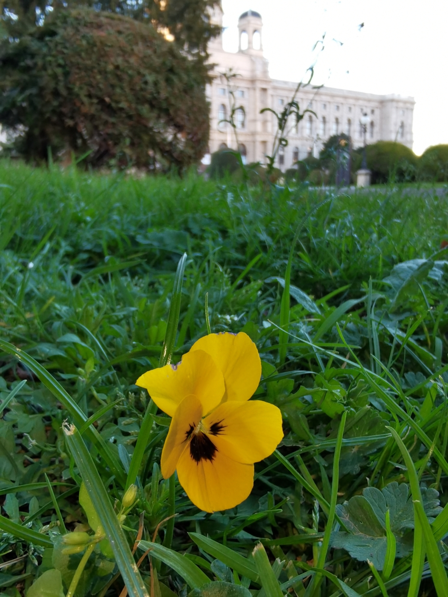 Imagem de Violeta