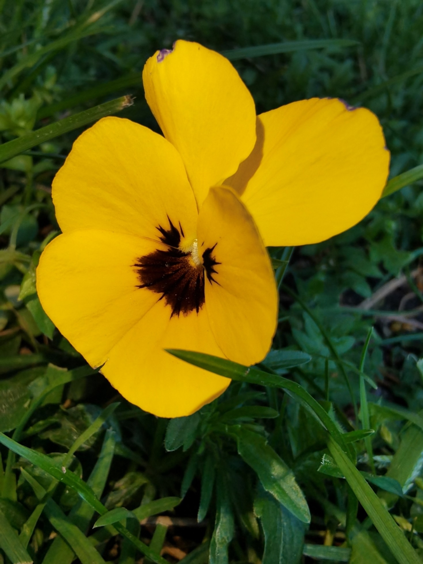 Imagem de Violeta