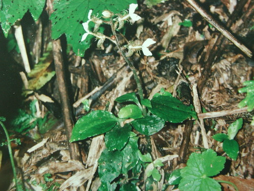 Pristiglottis tashiroi iNat (3)