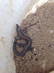 Aspidoscelis hyperythrus beldingi