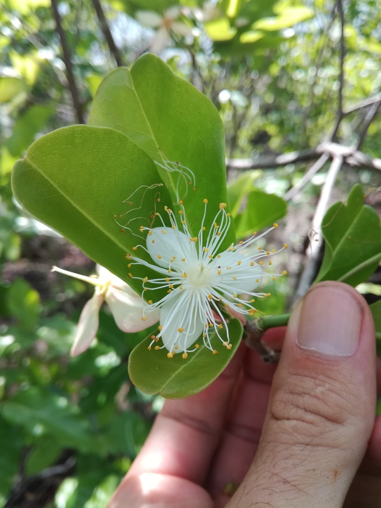 Foetidia comorensis