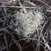 photo of Gray Reindeer Lichen (Cladonia rangiferina)