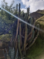 Trichocereus bridgesii